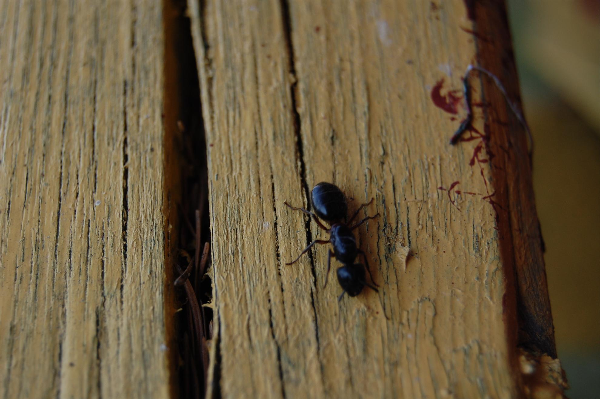 My new passion...1 - 51.JPG